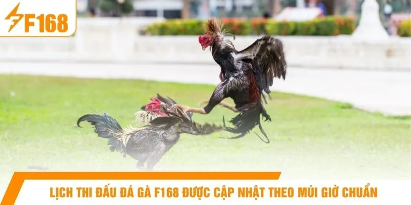 Lịch thi đấu đá gà F168 được cập nhật theo múi giờ chuẩn 